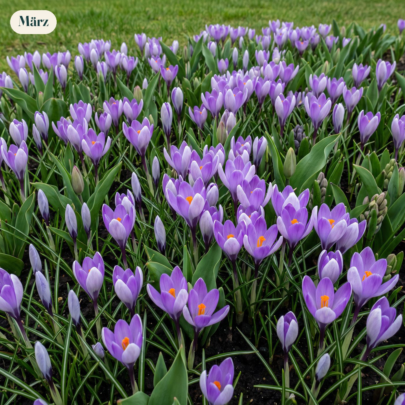 Fertigbeet '100 Tage – Rosa & Lila' (1 m²)